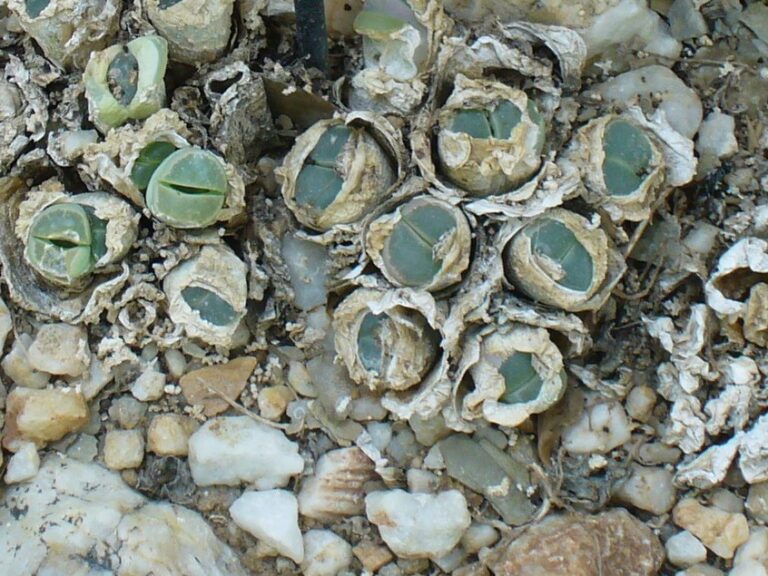 Lithops olivacea (Lithops olivacea)