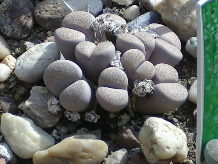 Lithops localis (Lithops localis)