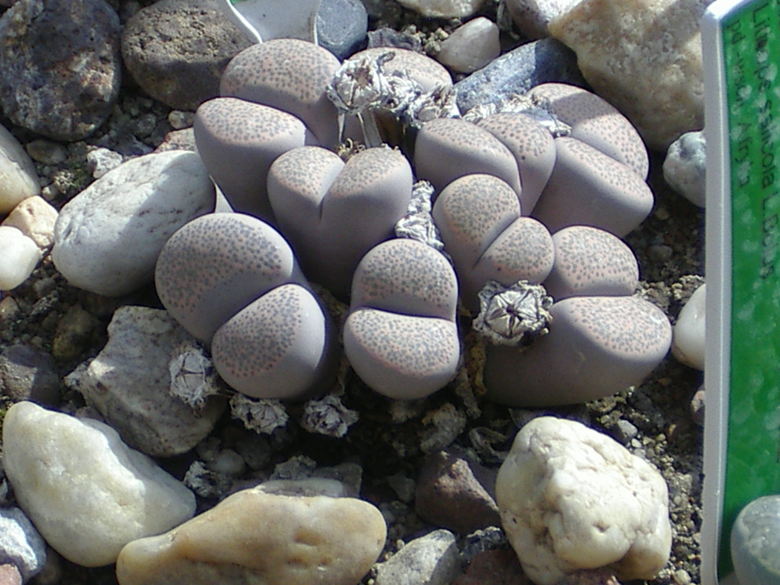 Lithops localis