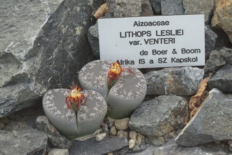 Lithops lesliei (Lithops lesliei)