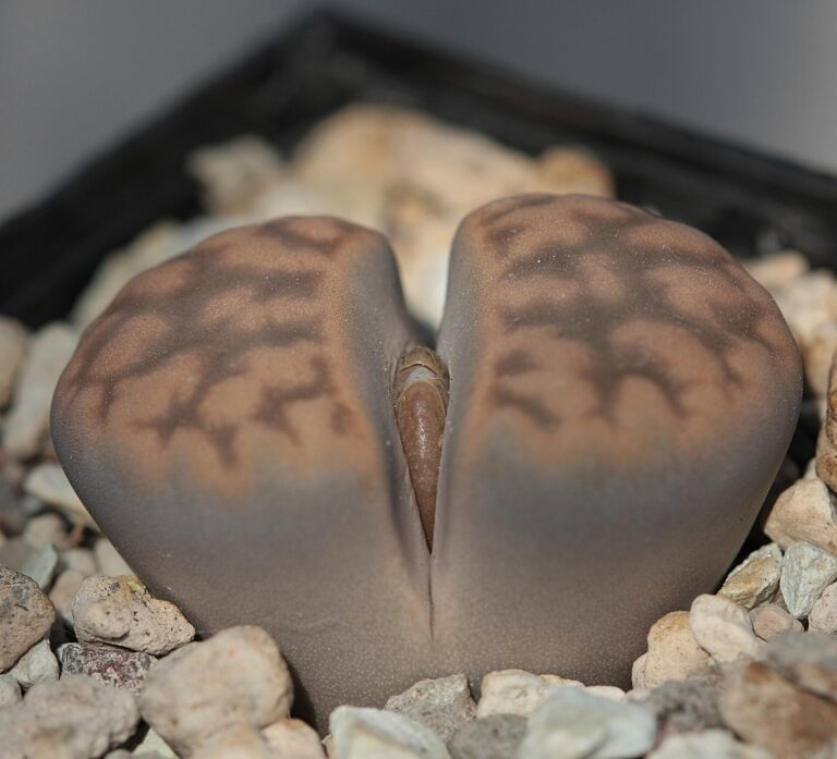 Lithops hallii (Lithops hallii)