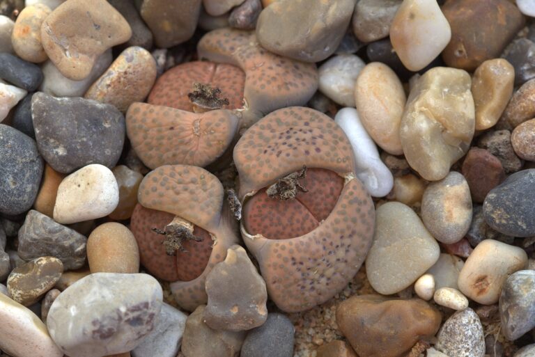 Lithops fulviceps (Lithops fulviceps)