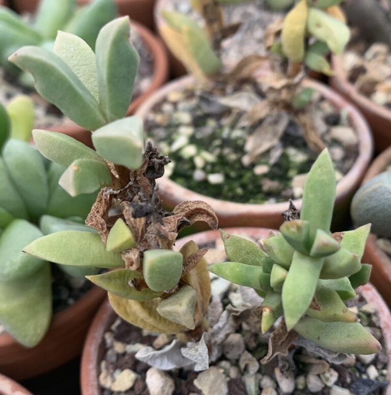 Psammophora modesta (Psammophora modesta)