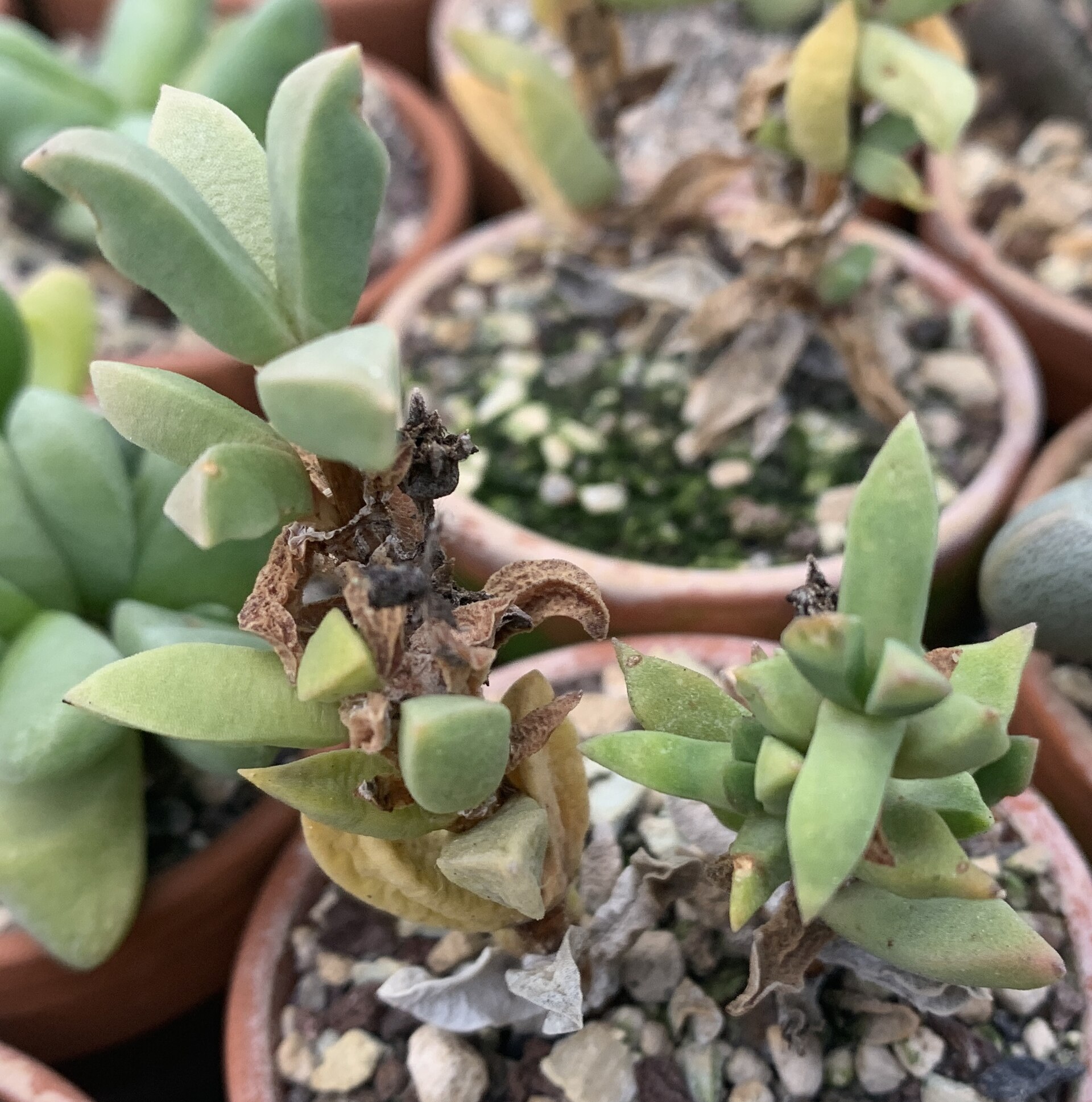 Psammophora modesta