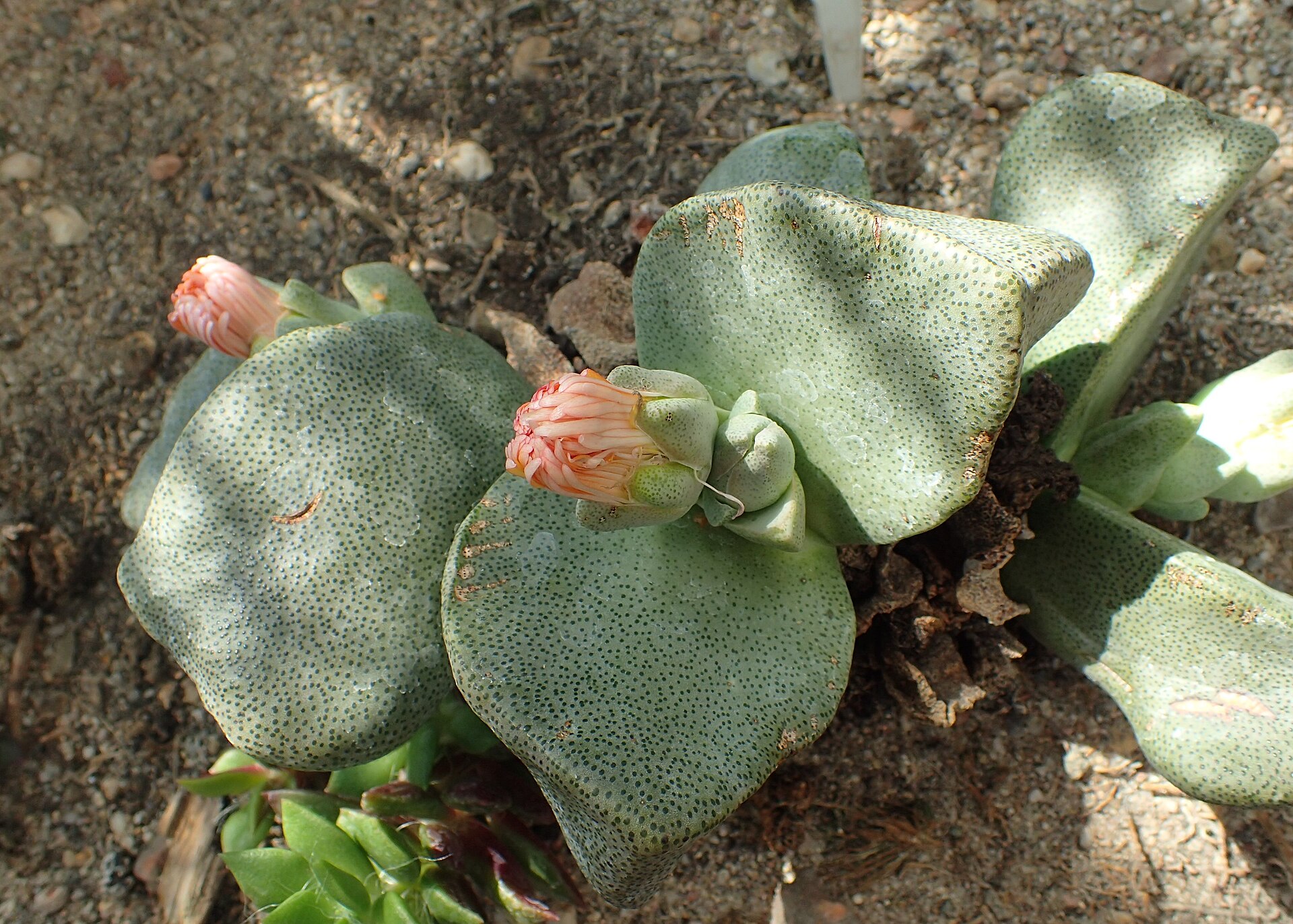 Pleiospilos bolusii