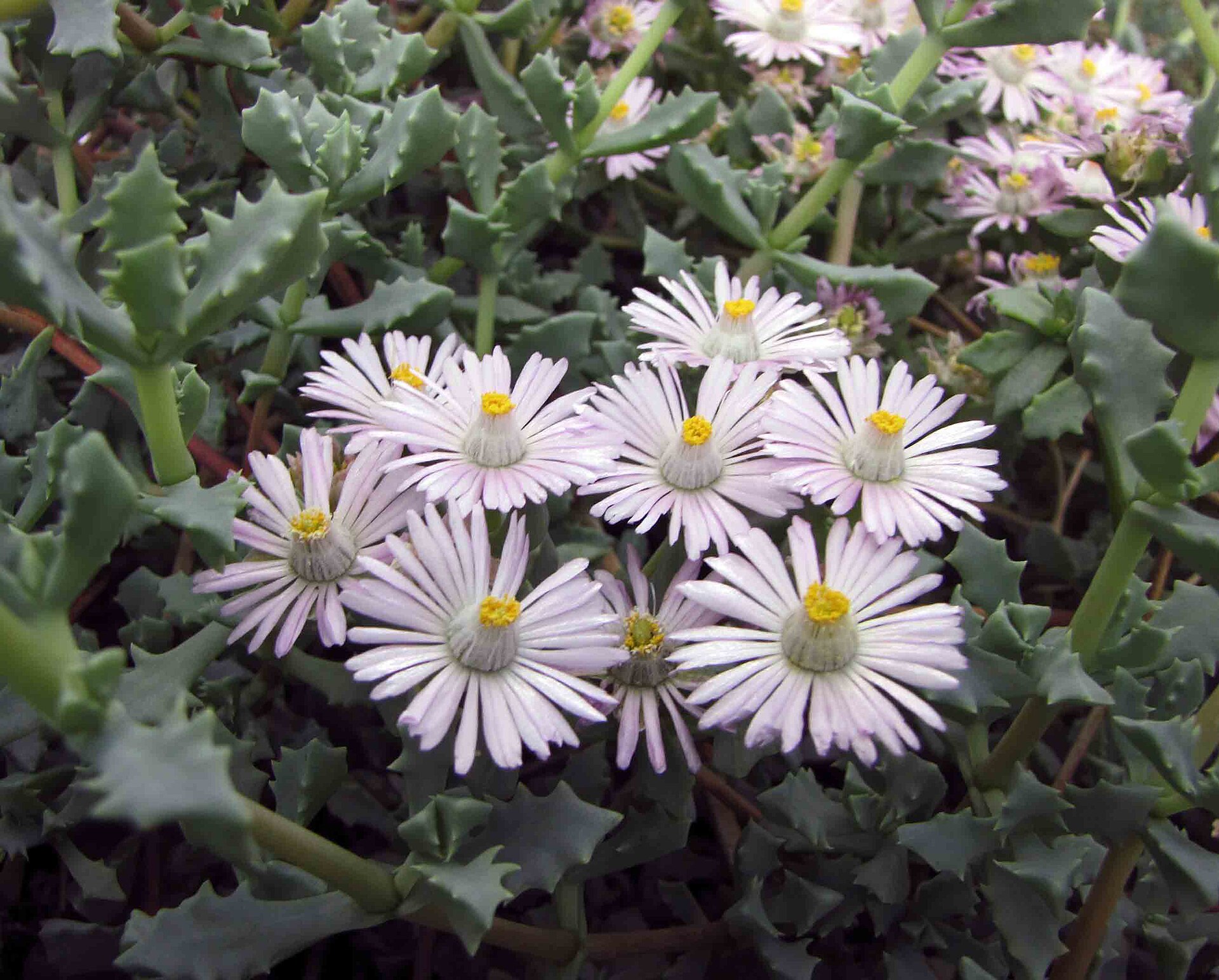 Oscularia deltoides