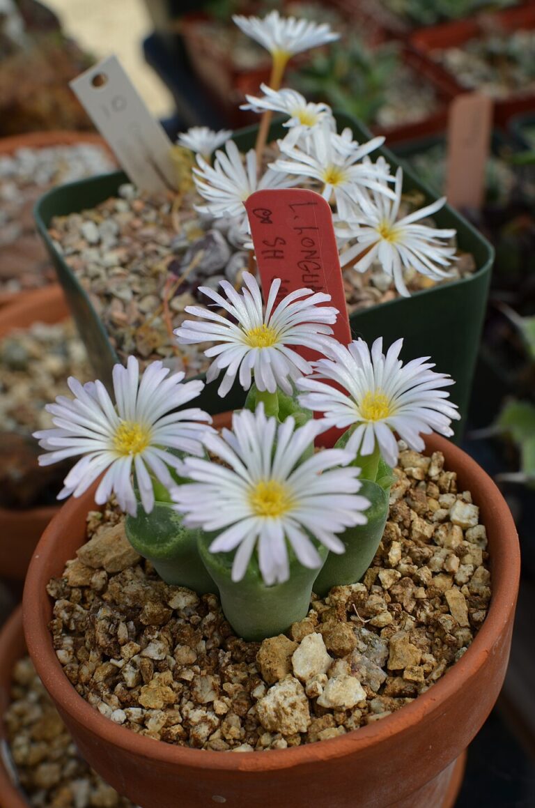 Ophthalmophyllum longum