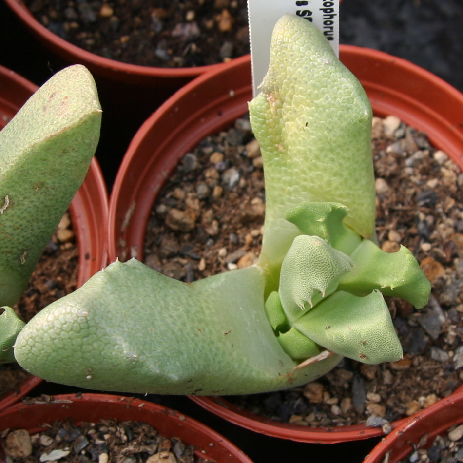 Odontophorus nanus
