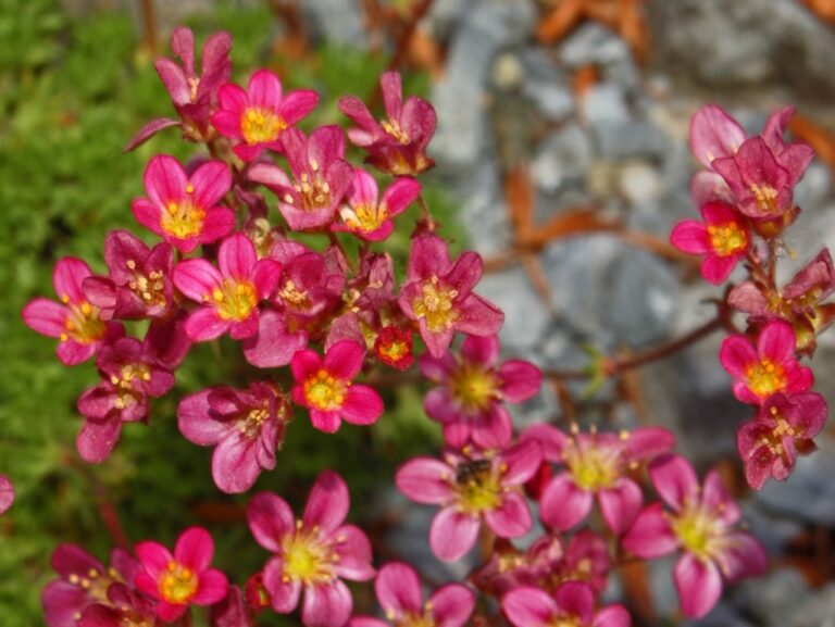 Lomikámen grisebachii (Saxifraga grisebachii)