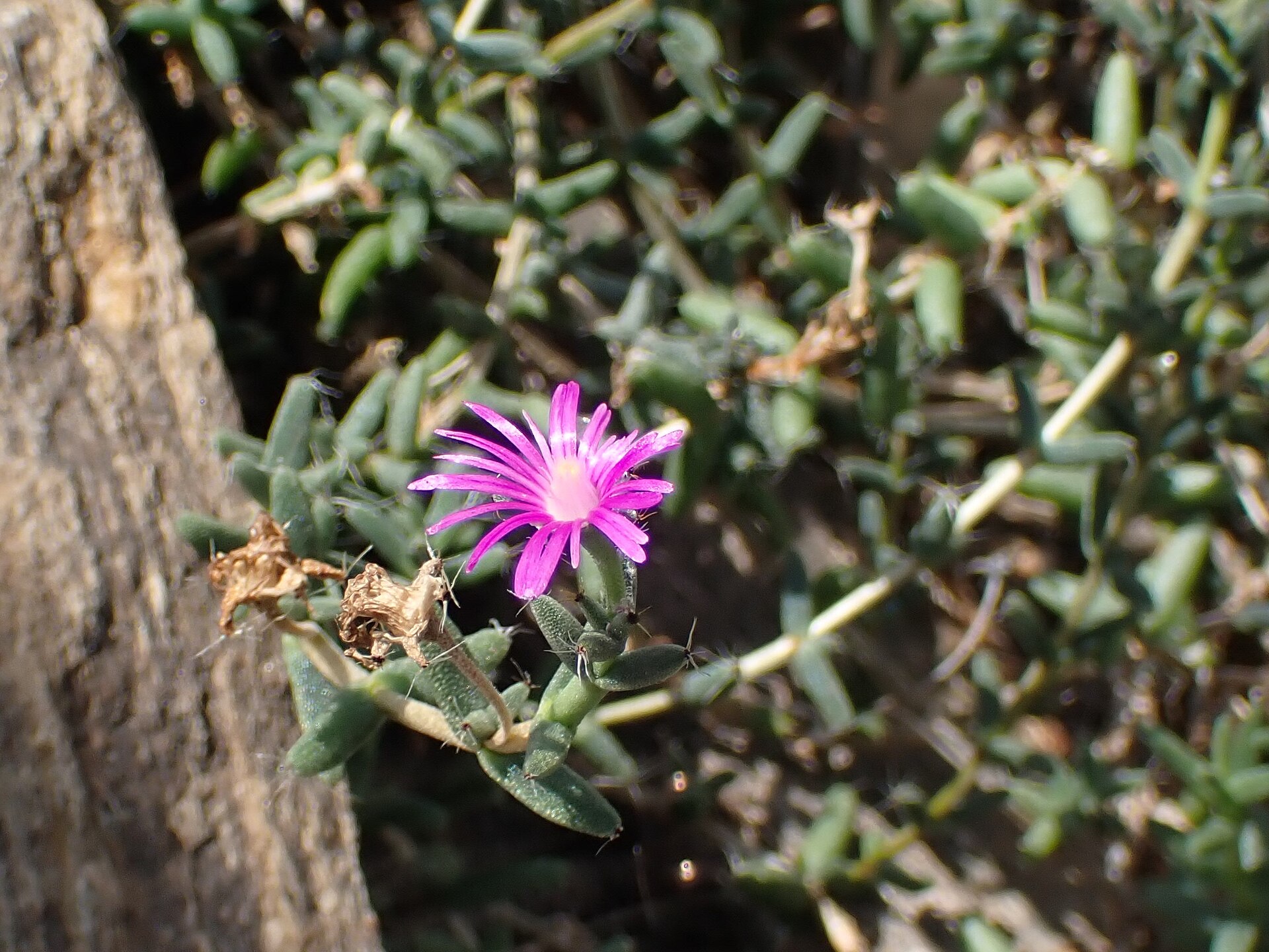 Trichodiadema barbatum