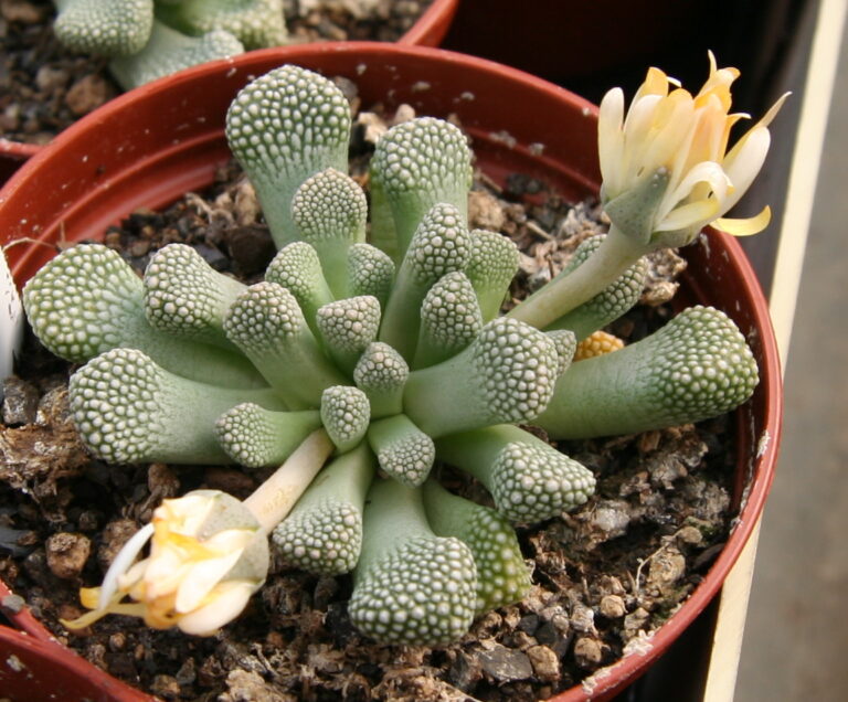 Titanopsis primosii (Titanopsis primosii)