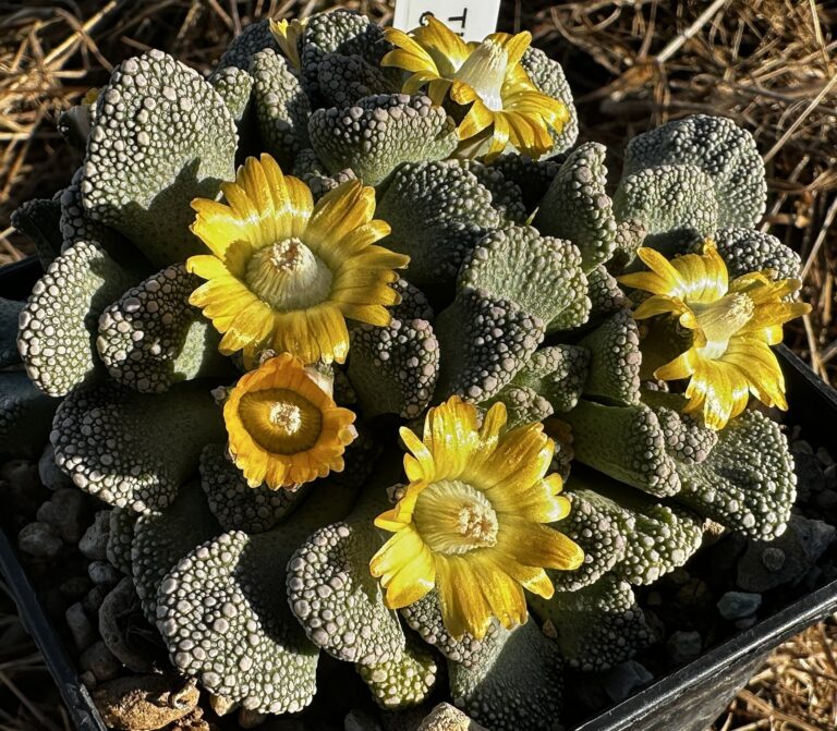Titanopsis calcarea (Titanopsis calcarea)