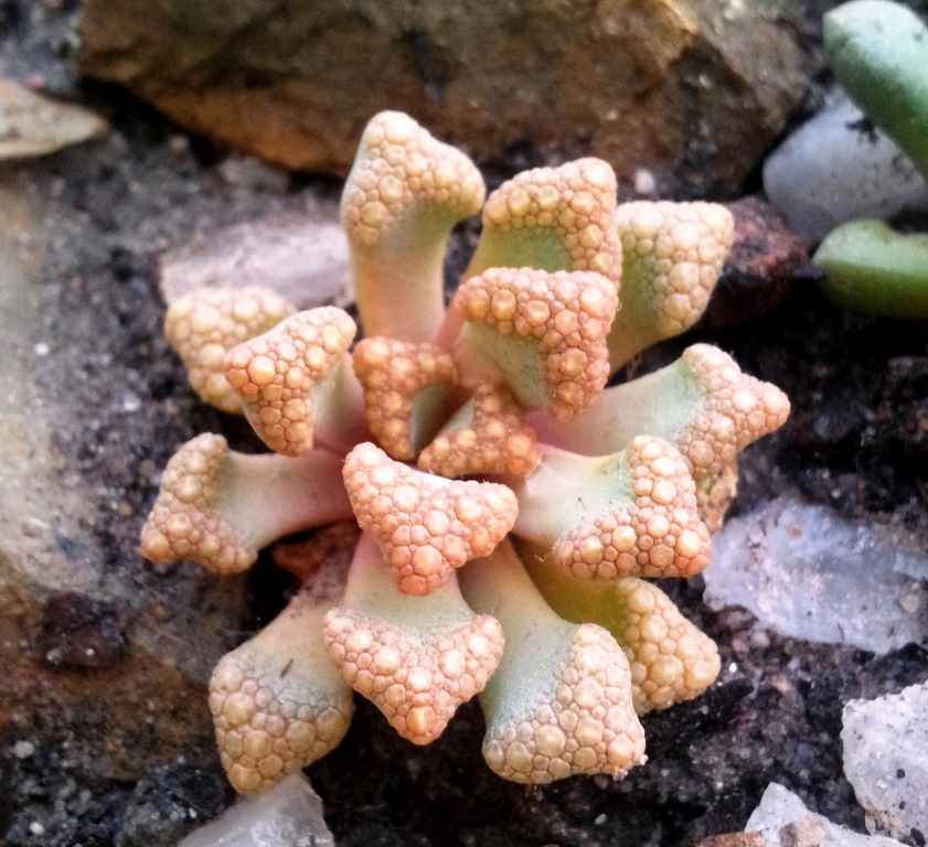 Titanopsis hugo-schlechteri