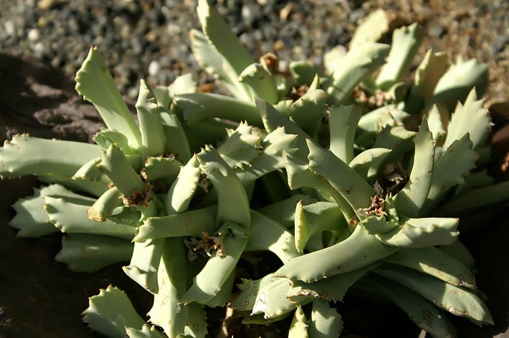 Schwantesia ruedebuschii