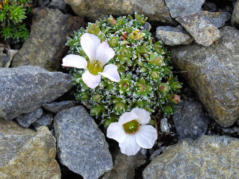 Lomikámen íránský (Saxifraga iranica)
