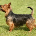 australsky-terier_mqb15th-1000-1000