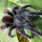 avicularia-metallica-l2-15cm