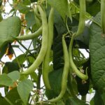 bean-bushsnap-langstrath-stringless-phaseolus-vulgaris-seeds-amkha-seed_572
