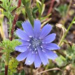 Štěrbák zahradní bfad10cb2f5ebc255849dc2854c572916fc40ba8