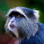 blue-monkey-400-1024×683.jpg