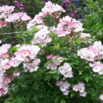 bodendecker-rose-ballerina-m002894-1405421-0