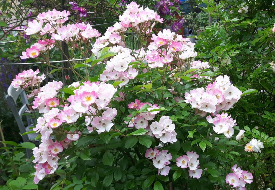 Rododendron ´rosa ballerina´