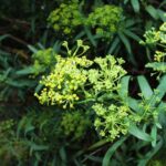 bupleurum-salicifolium