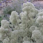bystropogon_canariensis