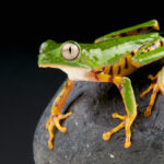 Orange legged leaf frog / Phyllomedusa hypochondrialis