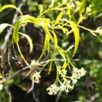 cebalfruticherb1