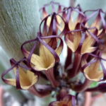 Svícník hnědý ceropegia-dichotoma-fusca