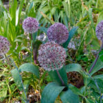 cesnek-karatavsky-allium-karataviense-cibule-okrasneho-cesneku-3-ks.jpg