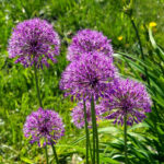 cesnek-okrasny-allium-aflatunense-cibuloviny-3-ks.jpg