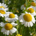 chamomile-seeds