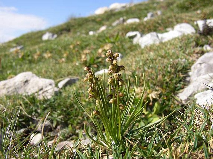 Vstaváček alpský