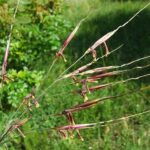 chrysopogonherb1