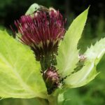 cirsolerherb3