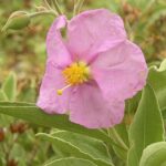 cistussymherb1