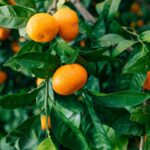 citrus-reticulata