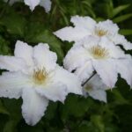 Rododendron ´gladys rose´ clematis-gladys-picard