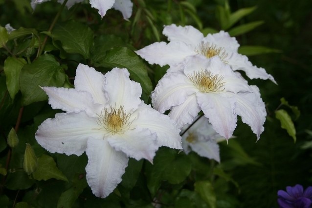 Rododendron ´gladys rose´