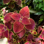 coleus-plant-colorful-leaves-different-varieties-coleus-plant-leaves.jpg