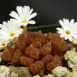 conophytum-pellucidum-ssp.-cupreatum-var.-cupreatum-meridianum-_800