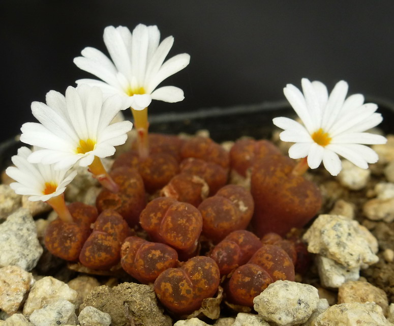 Conophytum pellucidum