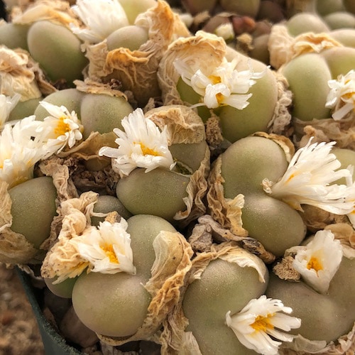 Conophytum concavum