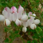 coronilla-viminalis-photo1
