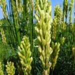 csm_Astragalus-asper-1_6bcede24c2