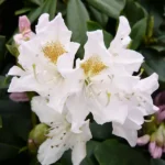 cunninghams_white-1.jpg