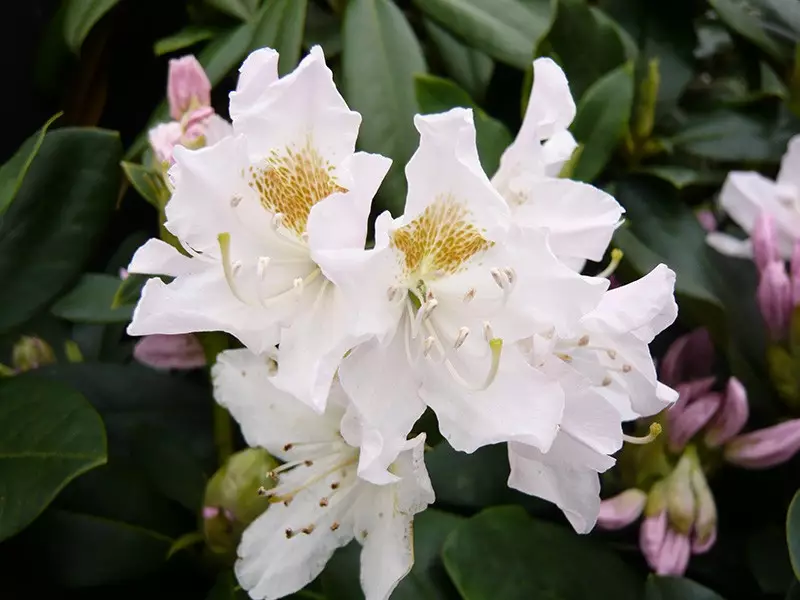 Rododendron ´cunningham´s white´