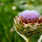 cynara-scolymus